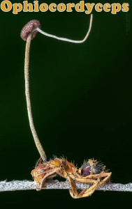 Ophiocordyceps
